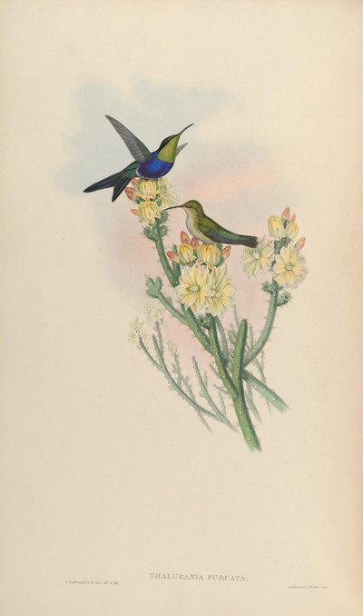 Thalurania furcata - John Gould